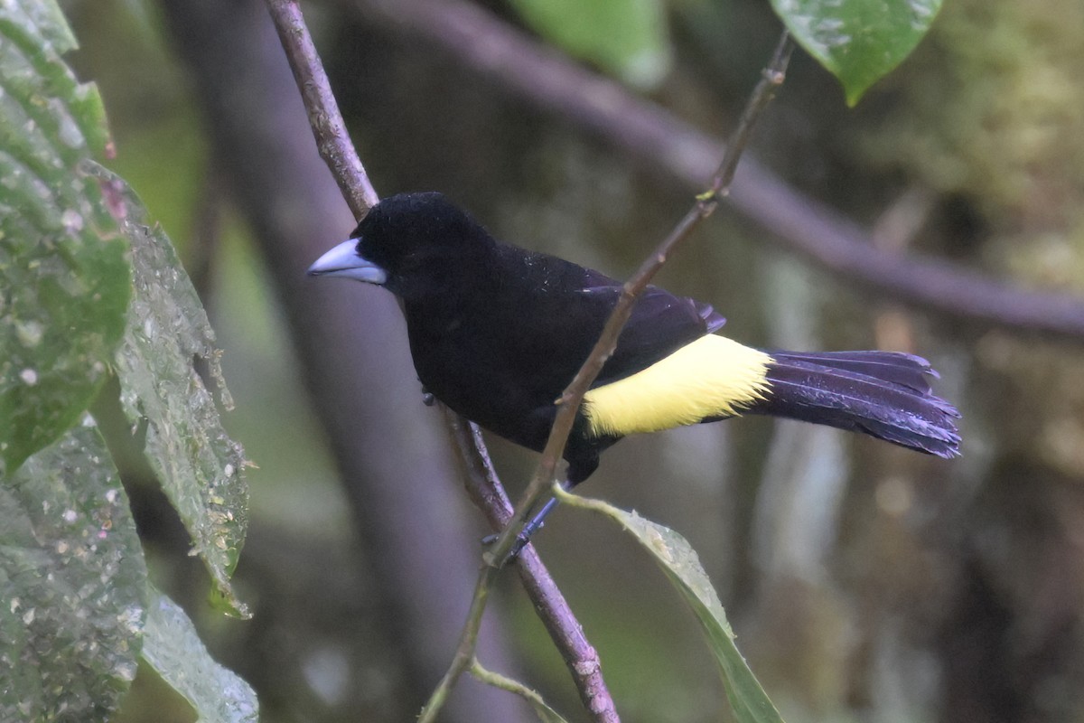 Flame-rumped Tanager (Lemon-rumped) - ML617306240