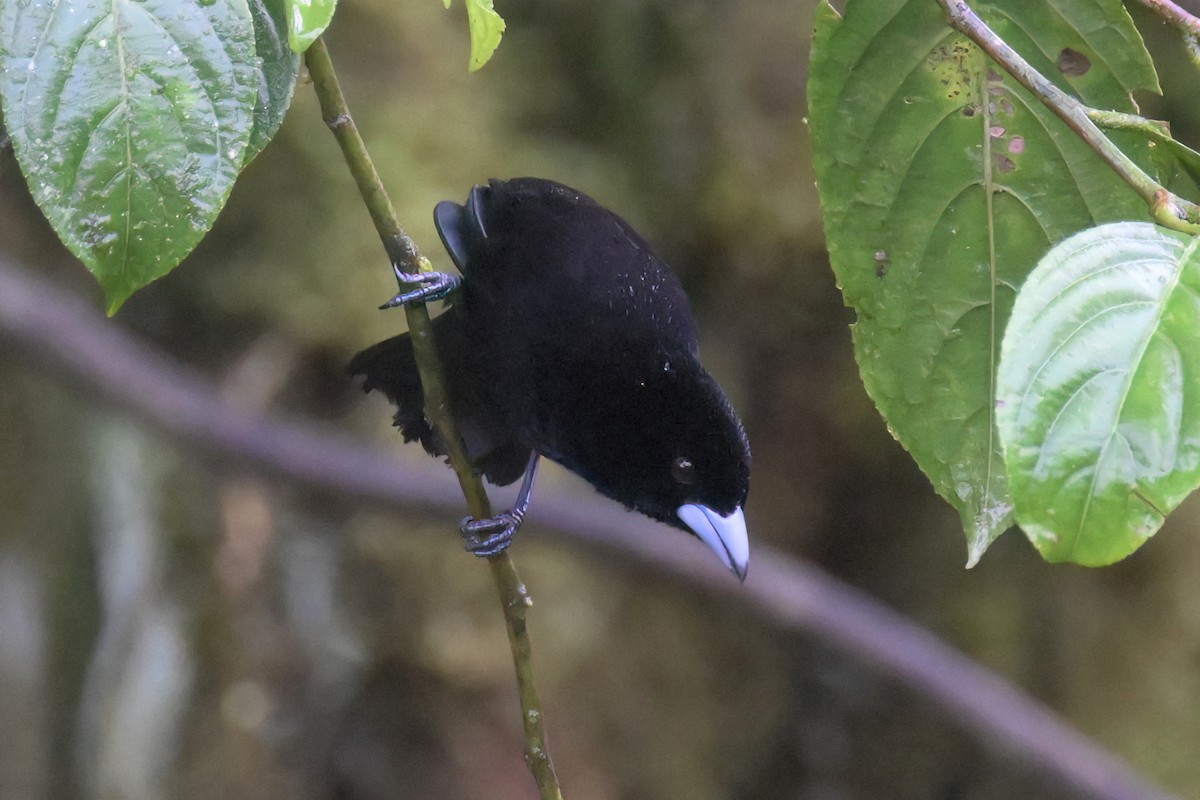 Flame-rumped Tanager (Lemon-rumped) - ML617306241