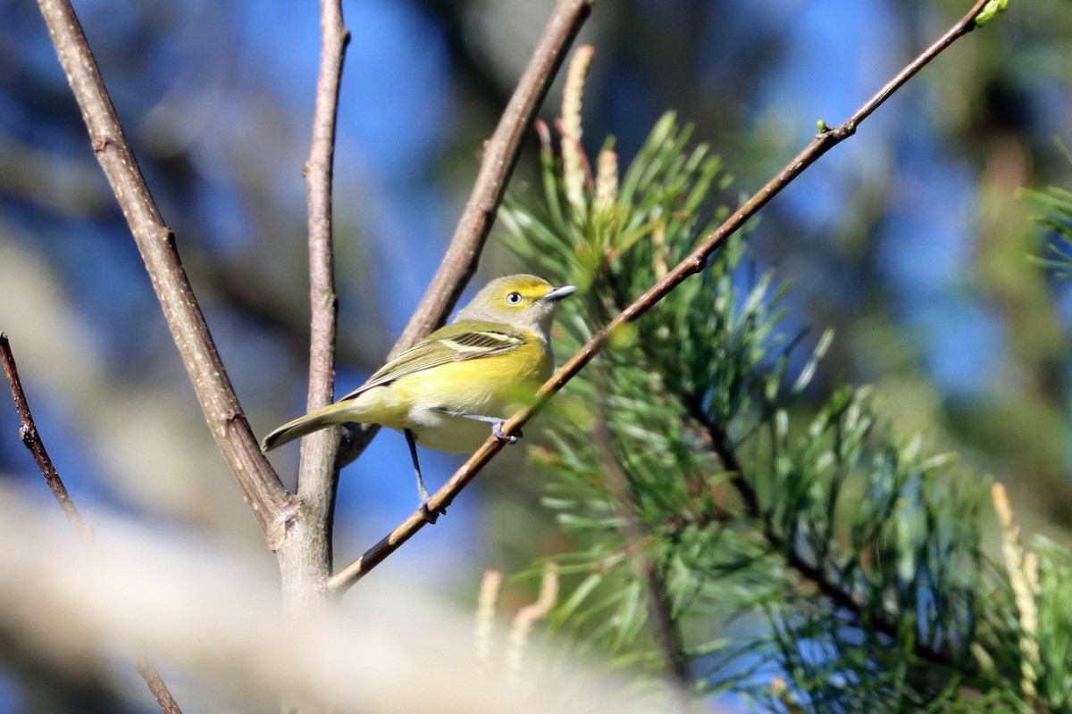 White-eyed Vireo - Colin Sumrall