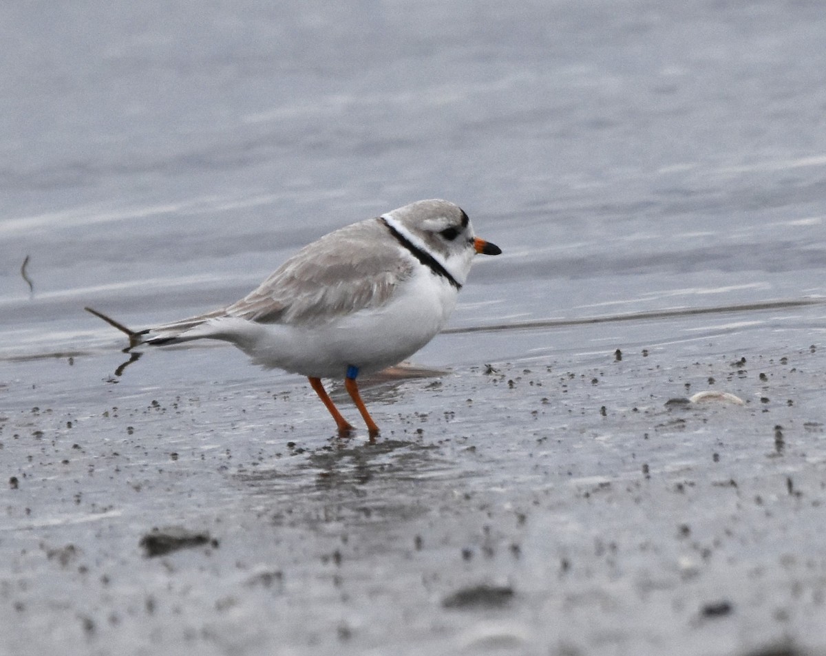Piping Plover - ML617306308