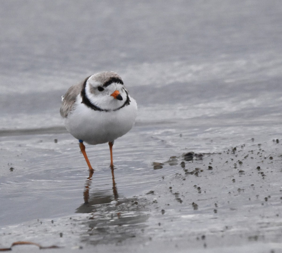 Piping Plover - ML617306309