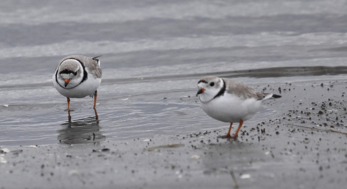 Piping Plover - ML617306310