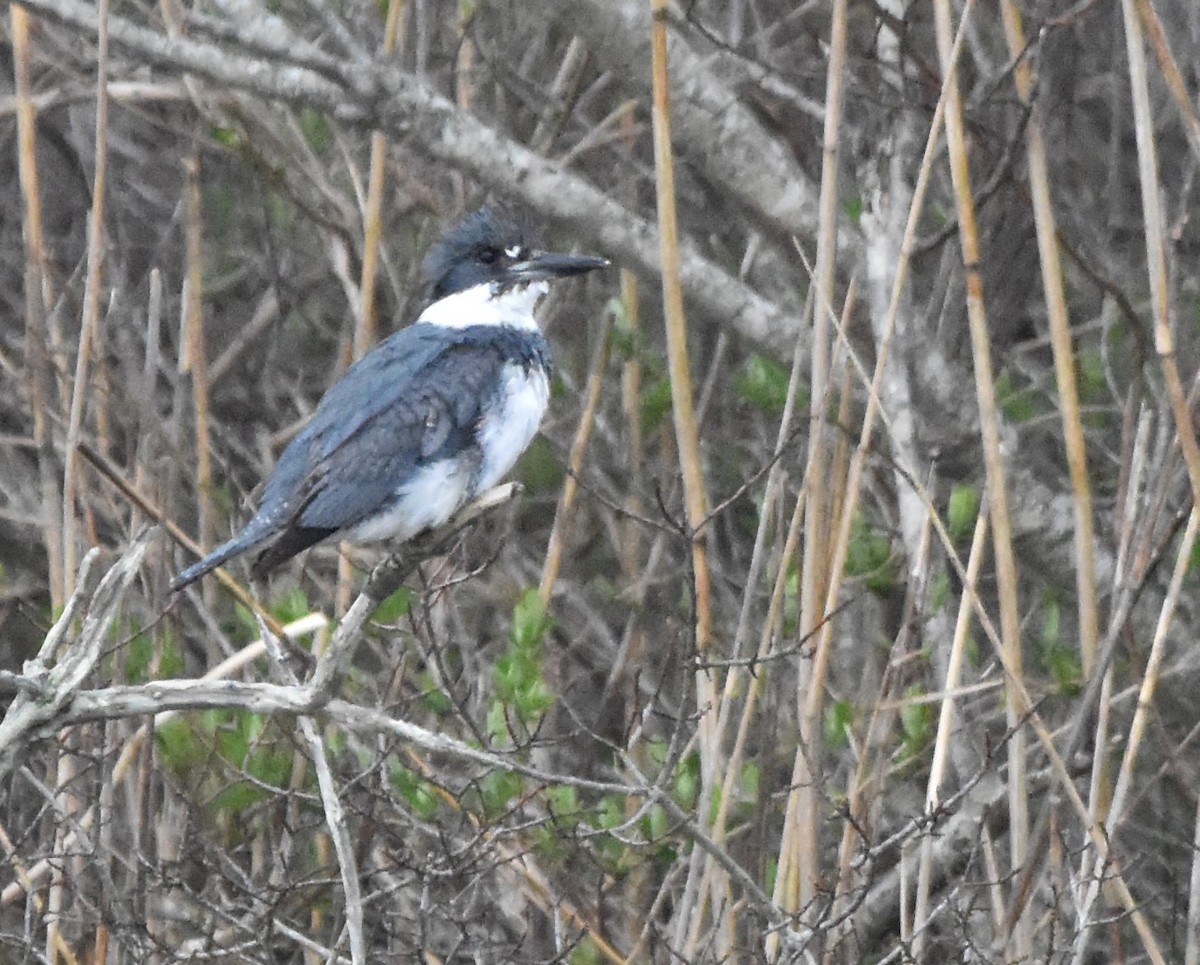 Belted Kingfisher - Barbara Seith