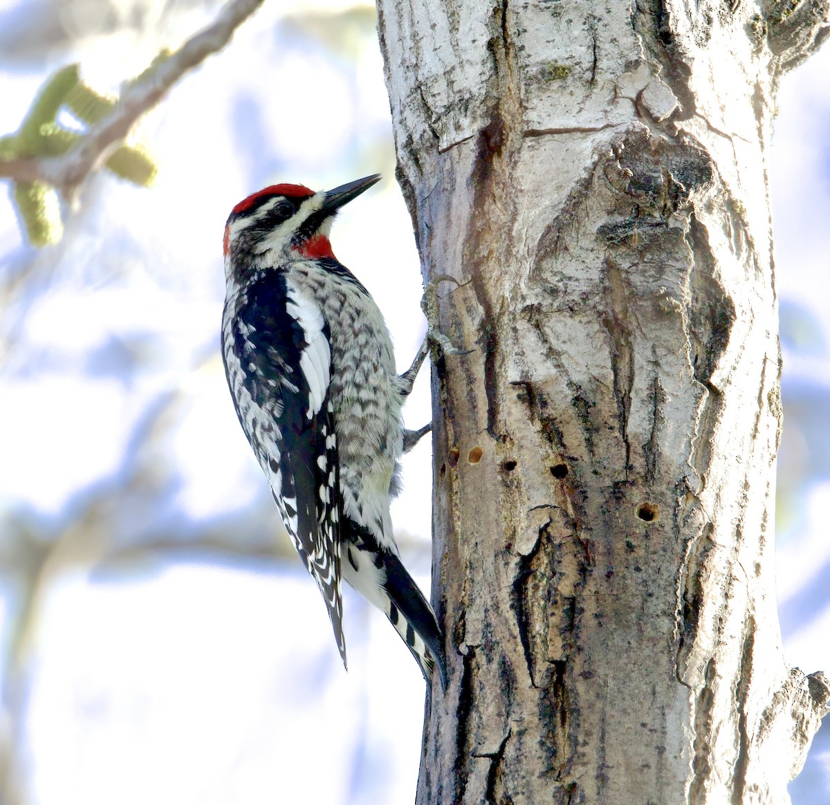 Red-naped Sapsucker - Kathryn Keith