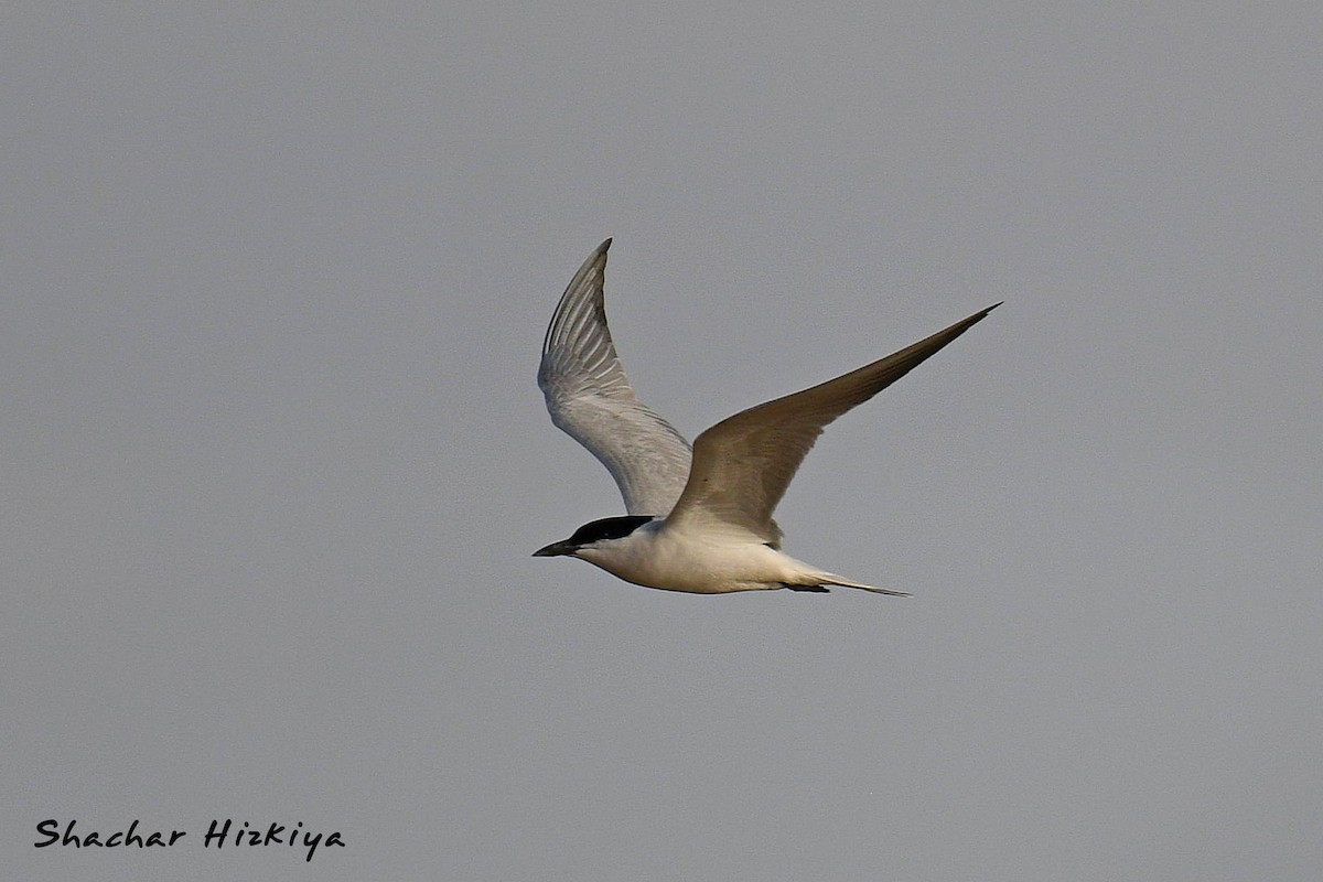 Gull-billed Tern - Shachar Hizkiya