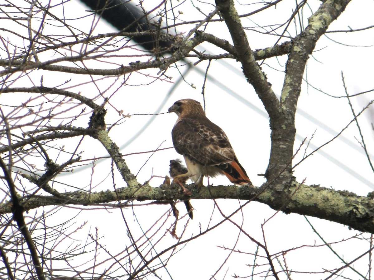 Red-tailed Hawk - ML617306529