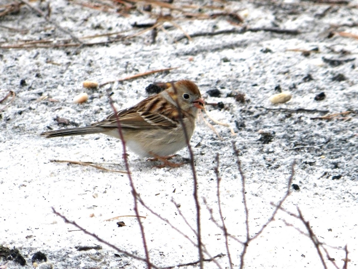 Field Sparrow - ML617306548