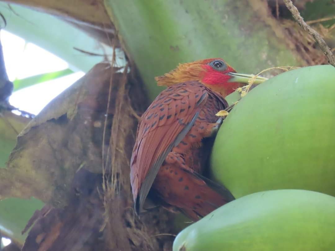 Chestnut-colored Woodpecker - Thore Noernberg
