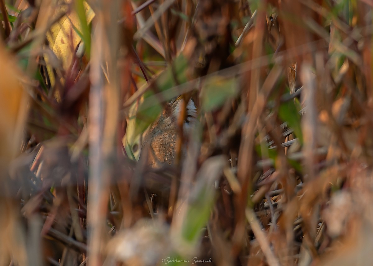 Brown Bush Warbler - Sakkarin Sansuk