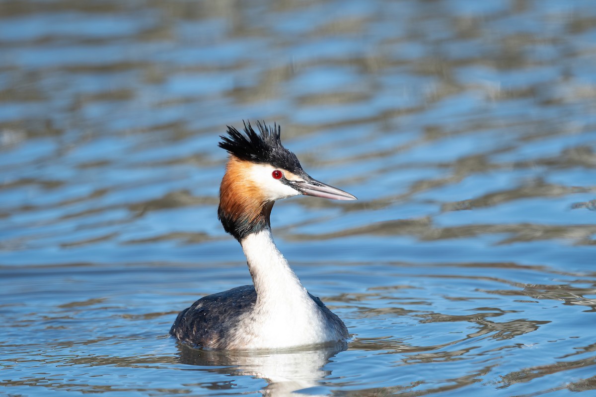 Great Crested Grebe - Eric Francois Roualet