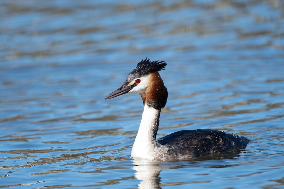 Great Crested Grebe - ML617306635