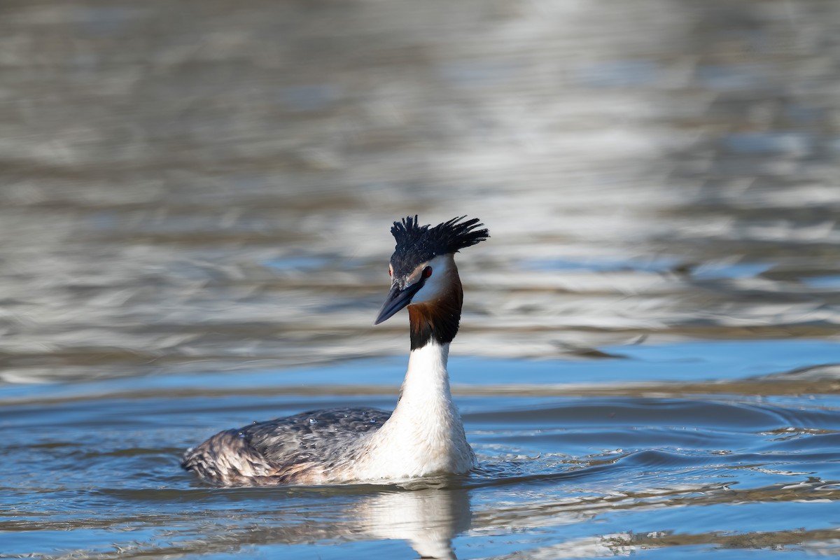 Great Crested Grebe - ML617306637