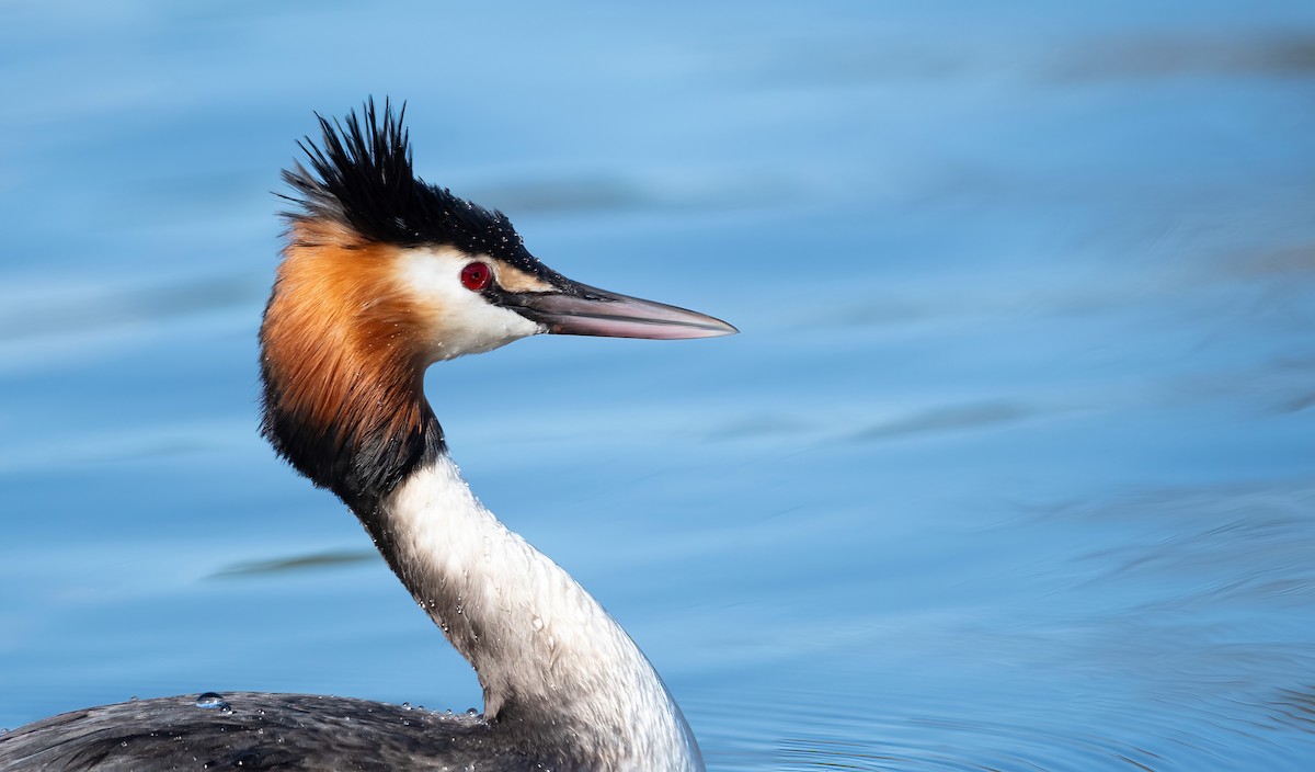 Great Crested Grebe - ML617306639