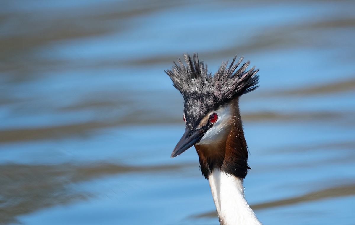 Great Crested Grebe - ML617306640