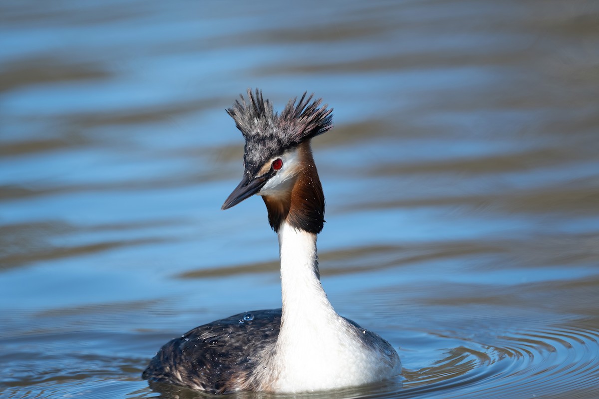 Great Crested Grebe - ML617306643