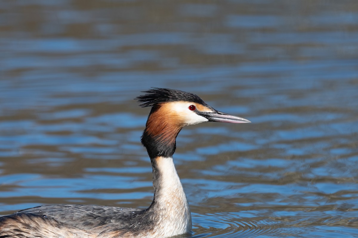 Great Crested Grebe - ML617306647