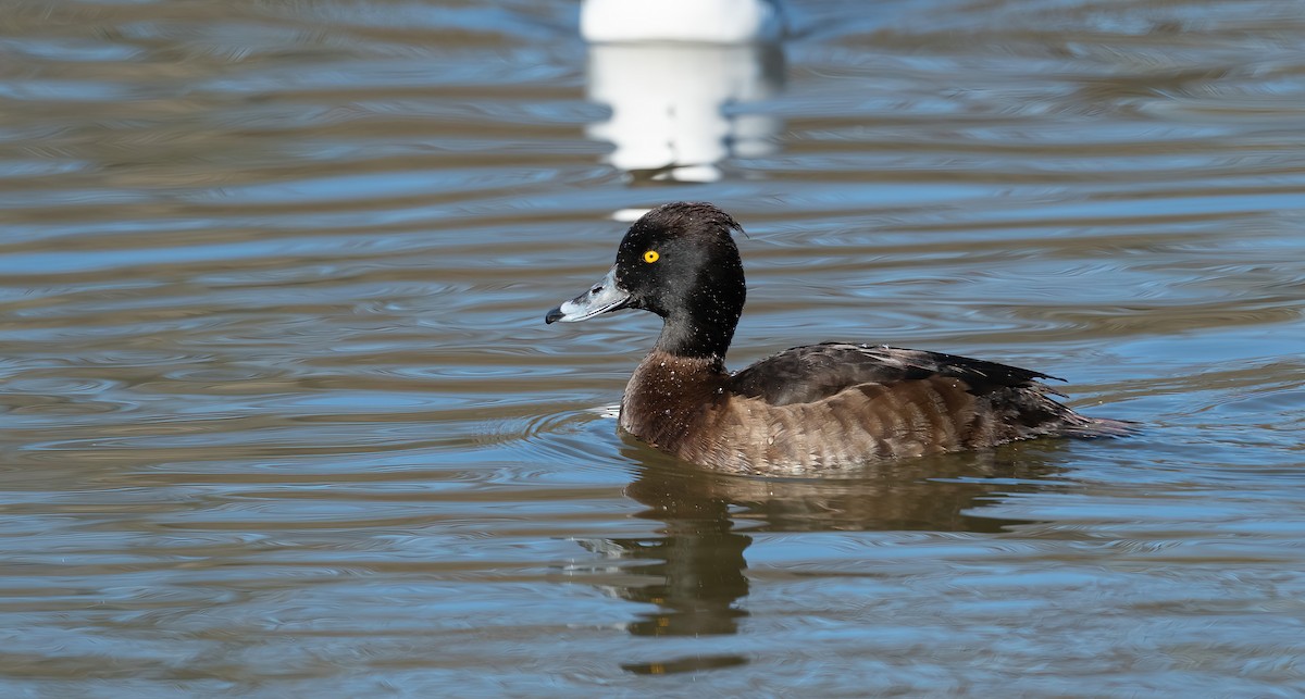 Tufted Duck - ML617306658