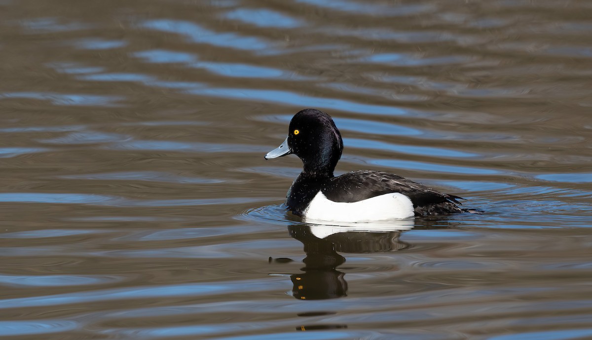 Tufted Duck - ML617306660