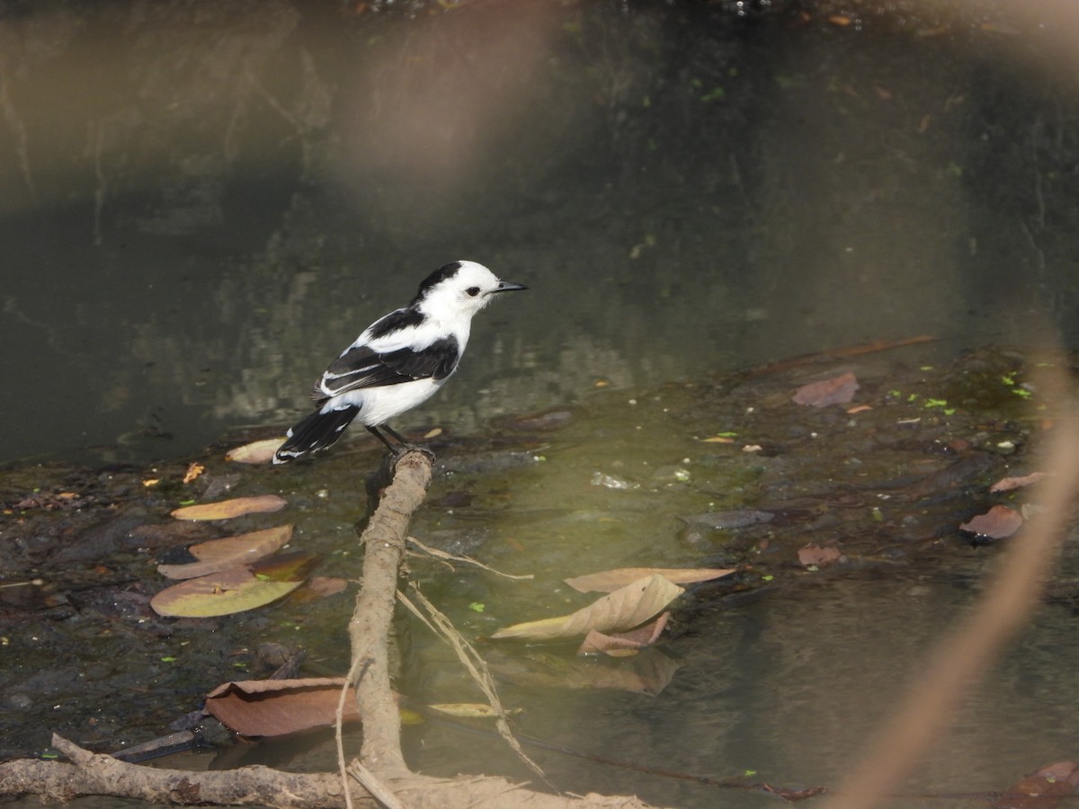 Pied Water-Tyrant - Henry Griffin