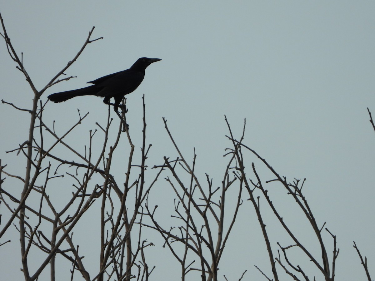 Great-tailed Grackle - ML617306769
