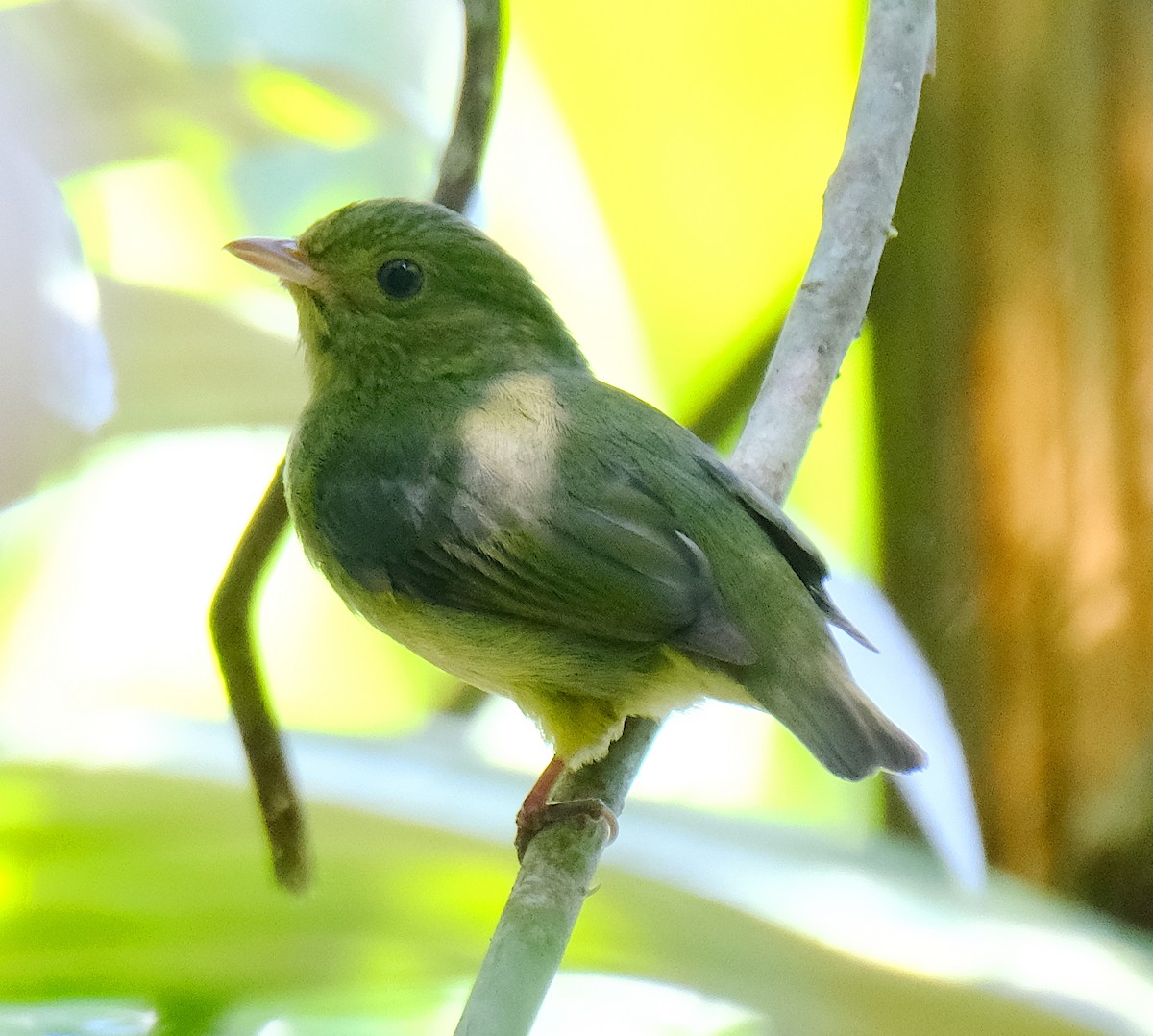 Red-capped Manakin - ML617306788