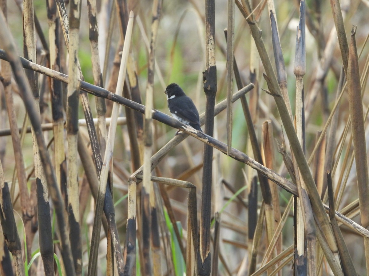 Variable Seedeater - ML617306855