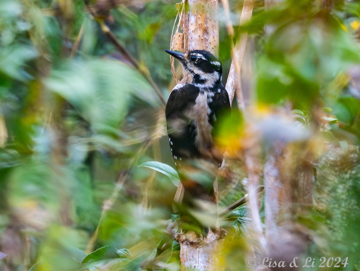 Hairy Woodpecker (South Mexican) - ML617306880