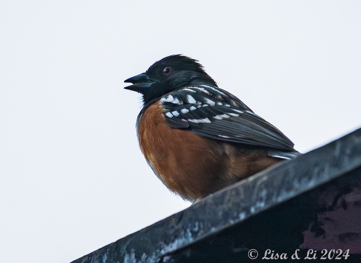 Spotted Towhee (maculatus Group) - ML617306905