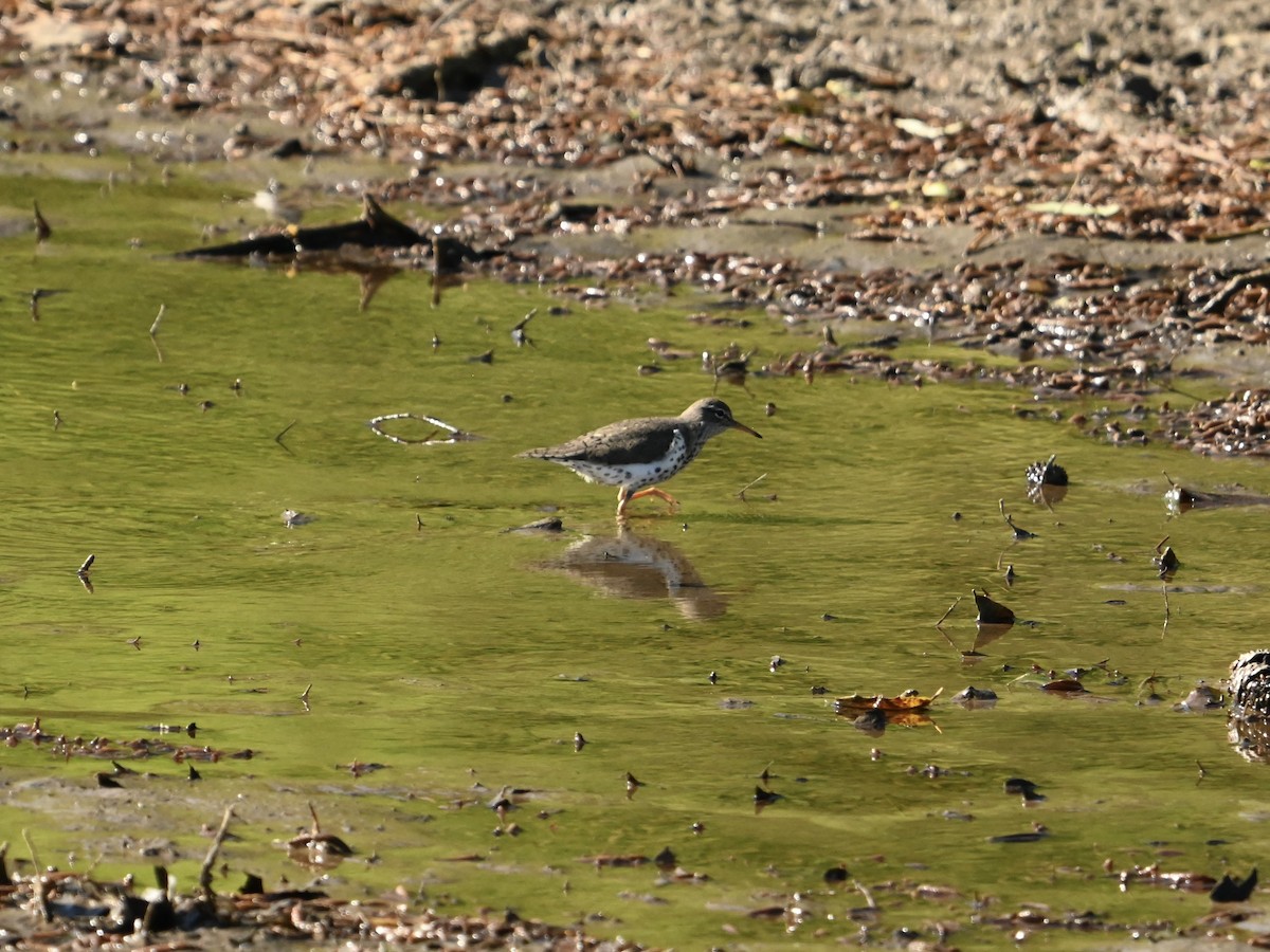 Spotted Sandpiper - William Woody