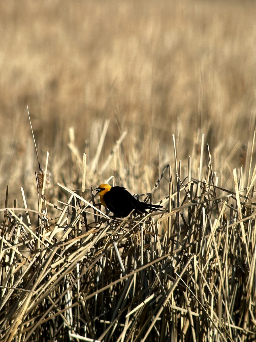 Yellow-headed Blackbird - ML617307087
