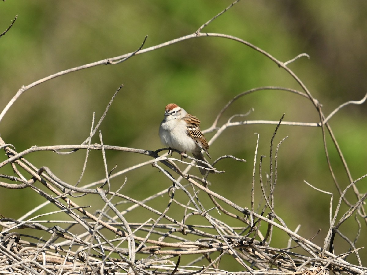 Chipping Sparrow - ML617307131