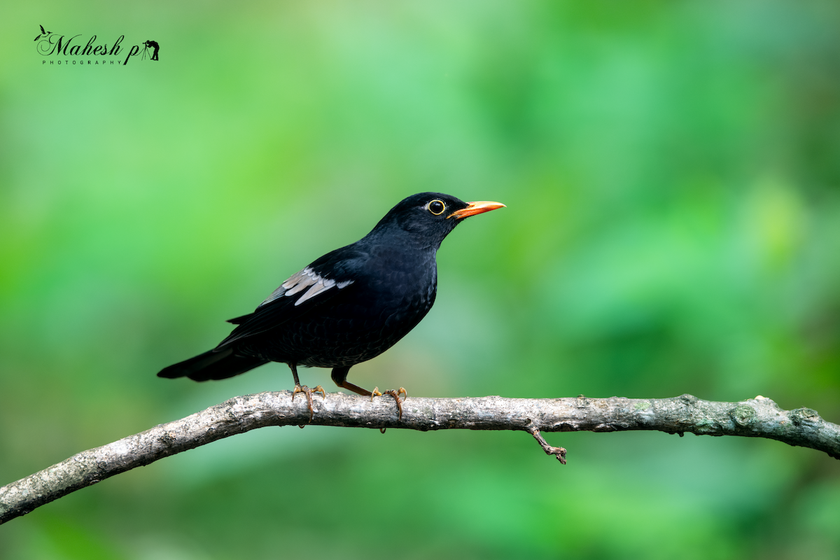 Gray-winged Blackbird - Mahesh P
