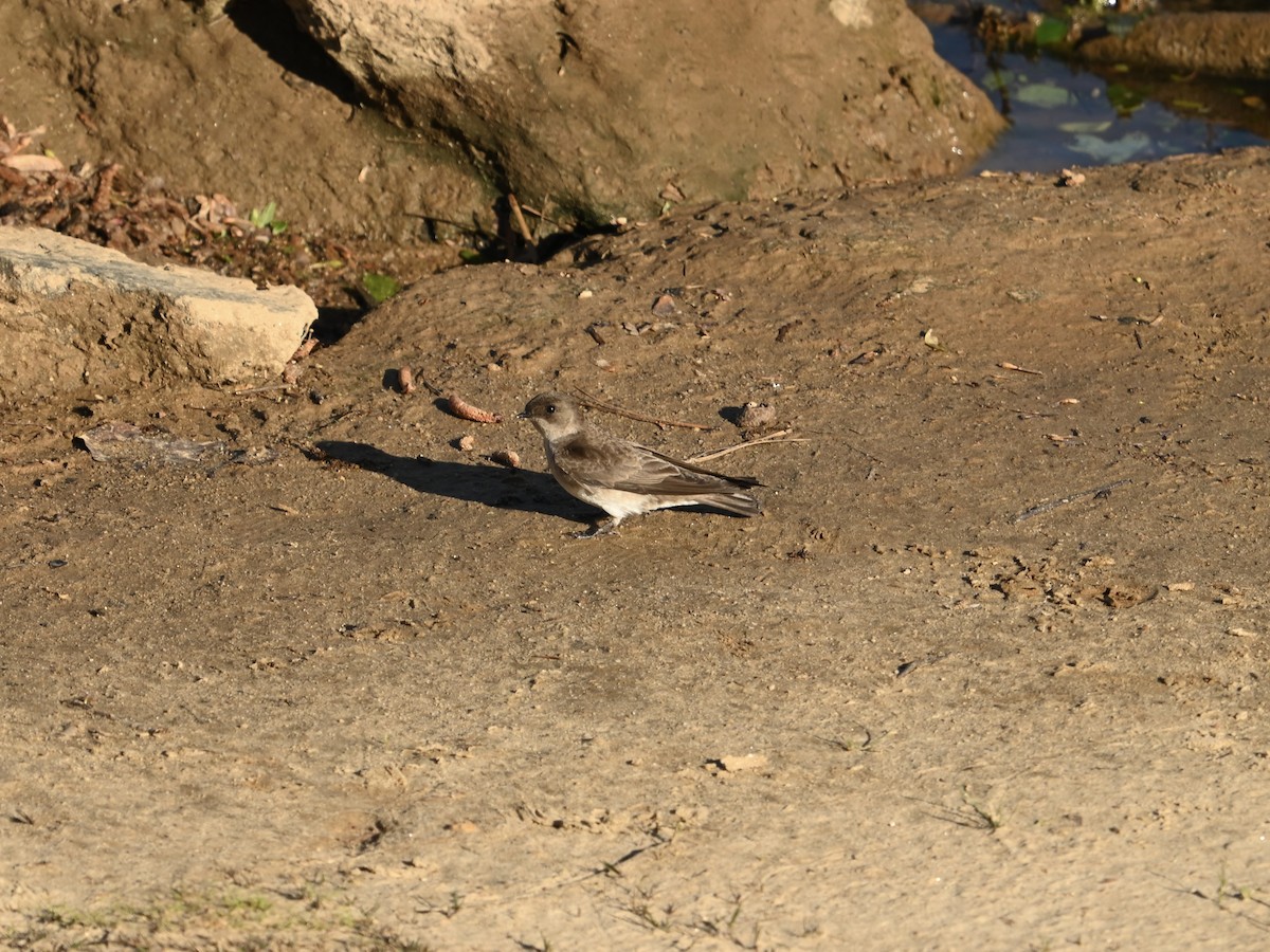 Northern Rough-winged Swallow - ML617307226