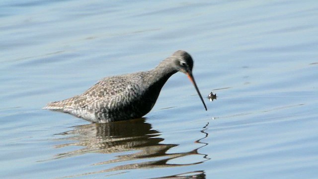 Spotted Redshank - ML617307240