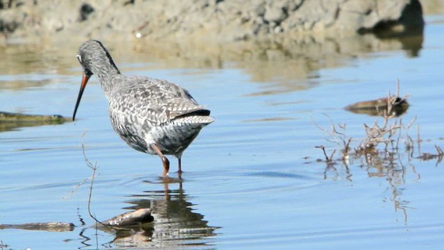 Spotted Redshank - ML617307244