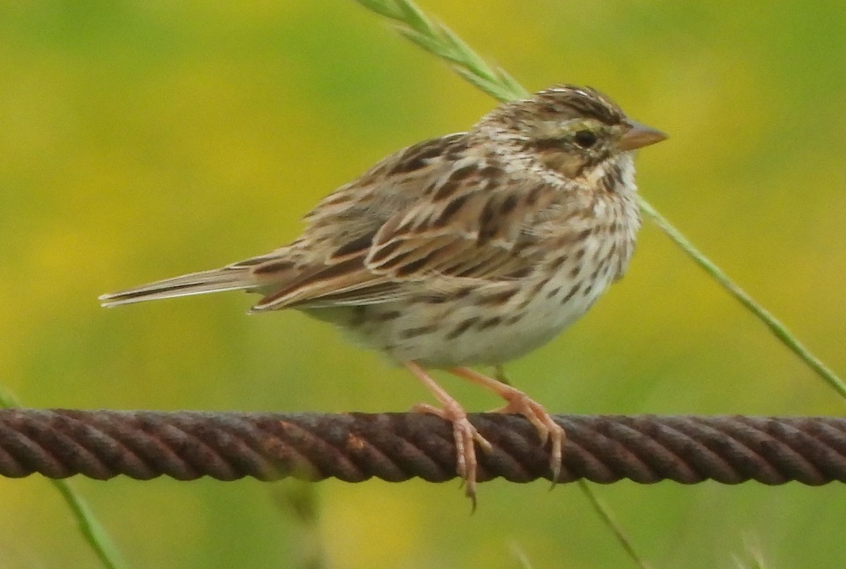 Savannah Sparrow - ML617307285