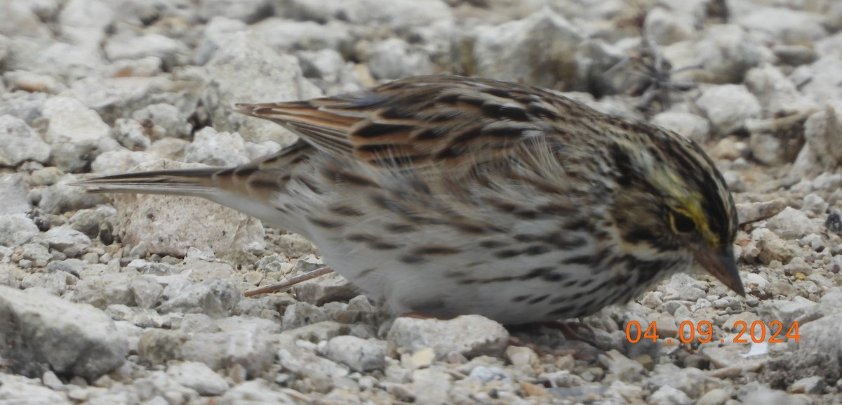 Savannah Sparrow - ML617307286