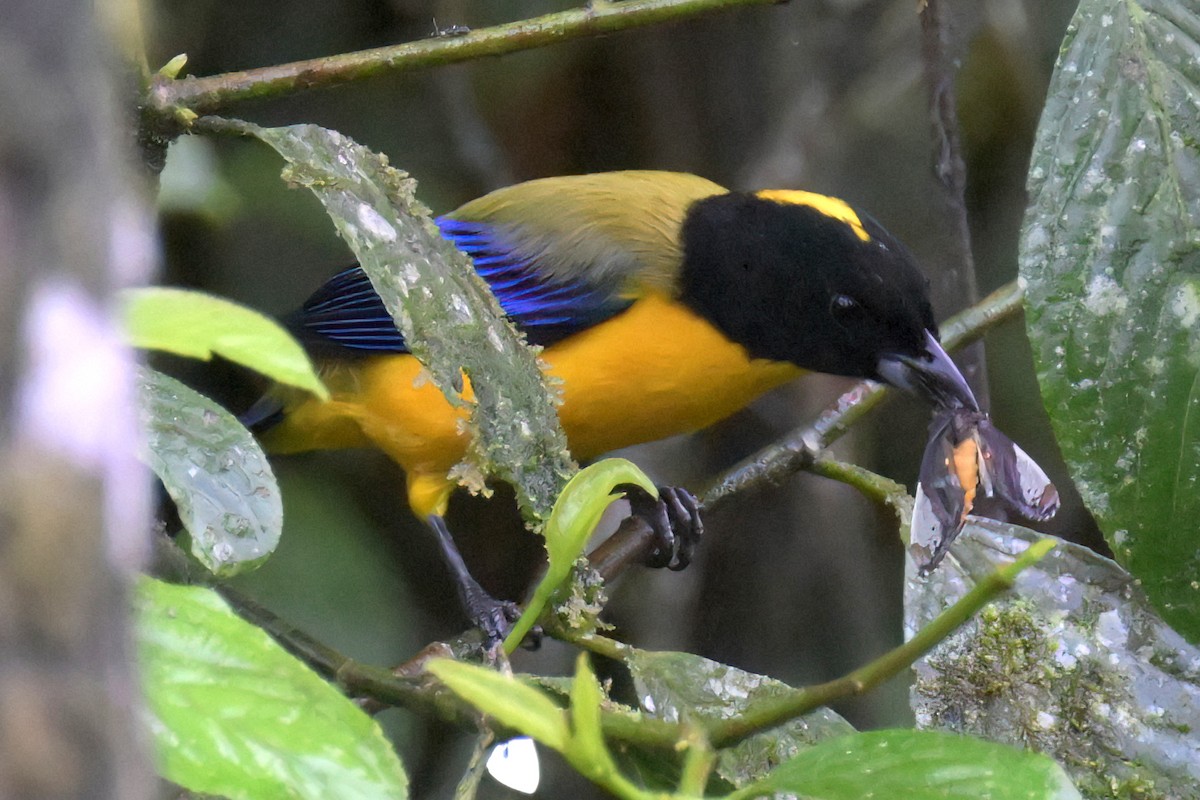 Black-chinned Mountain Tanager - ML617307288