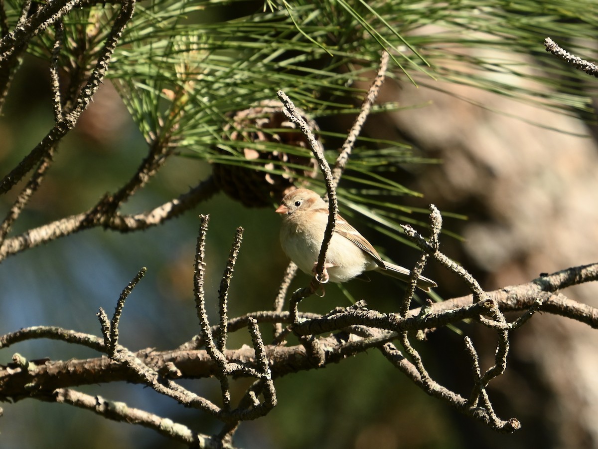 Field Sparrow - ML617307290