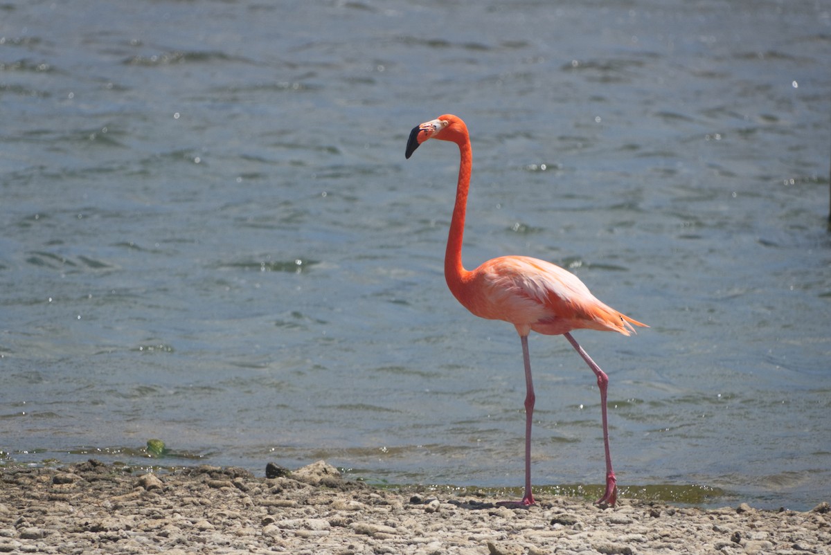 American Flamingo - ML617307492