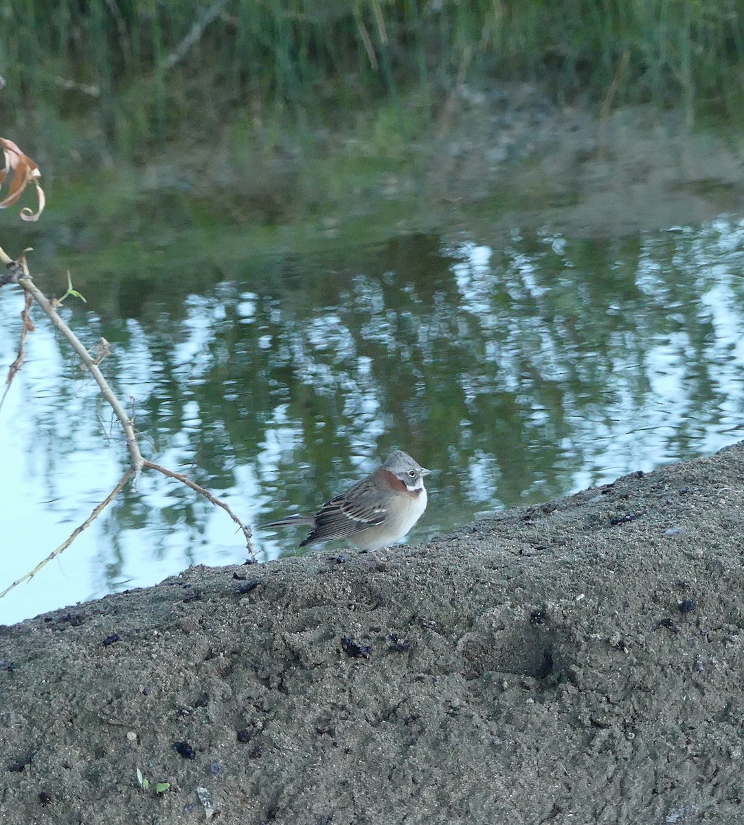 Rufous-collared Sparrow - ML617307509
