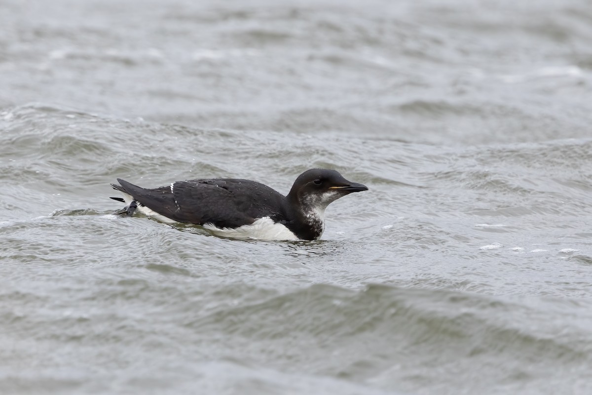 Thick-billed Murre - ML617307605