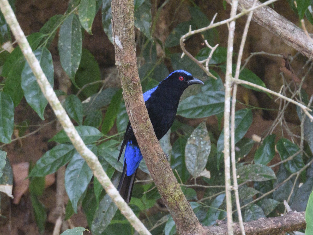 Asian Fairy-bluebird - ML617307646