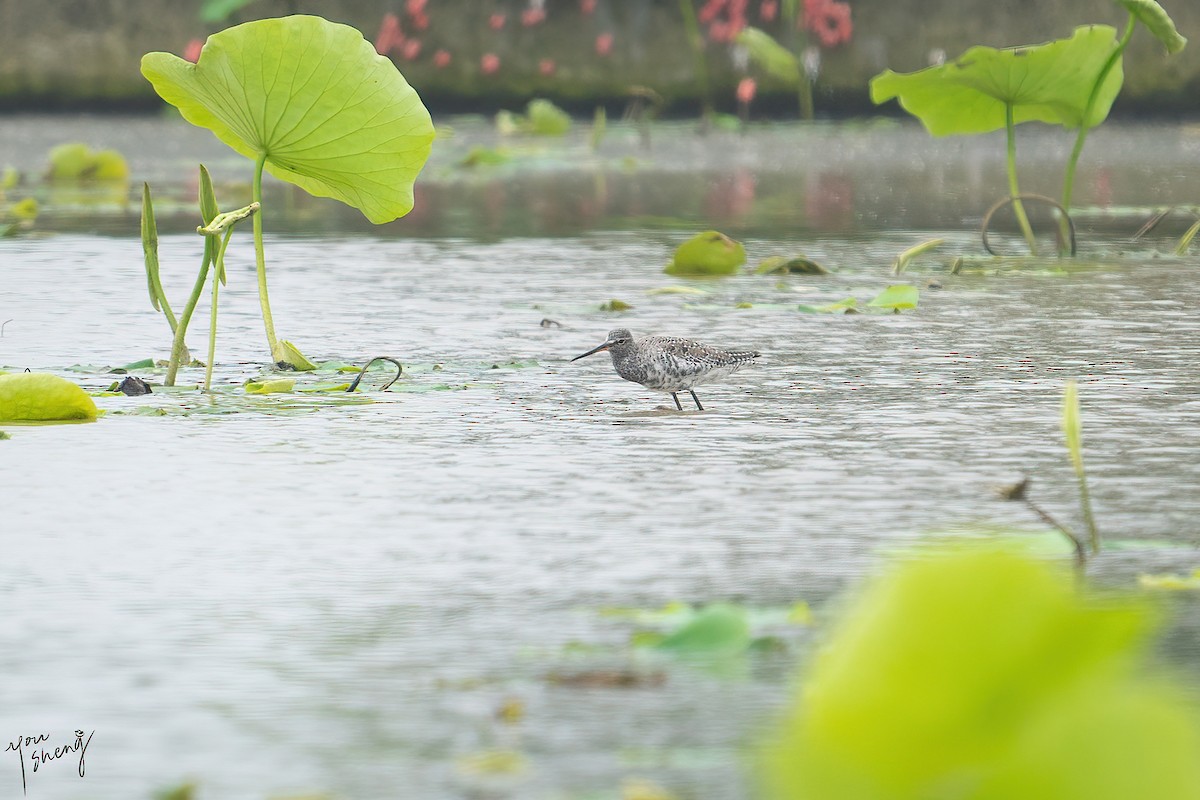 Spotted Redshank - ML617307697