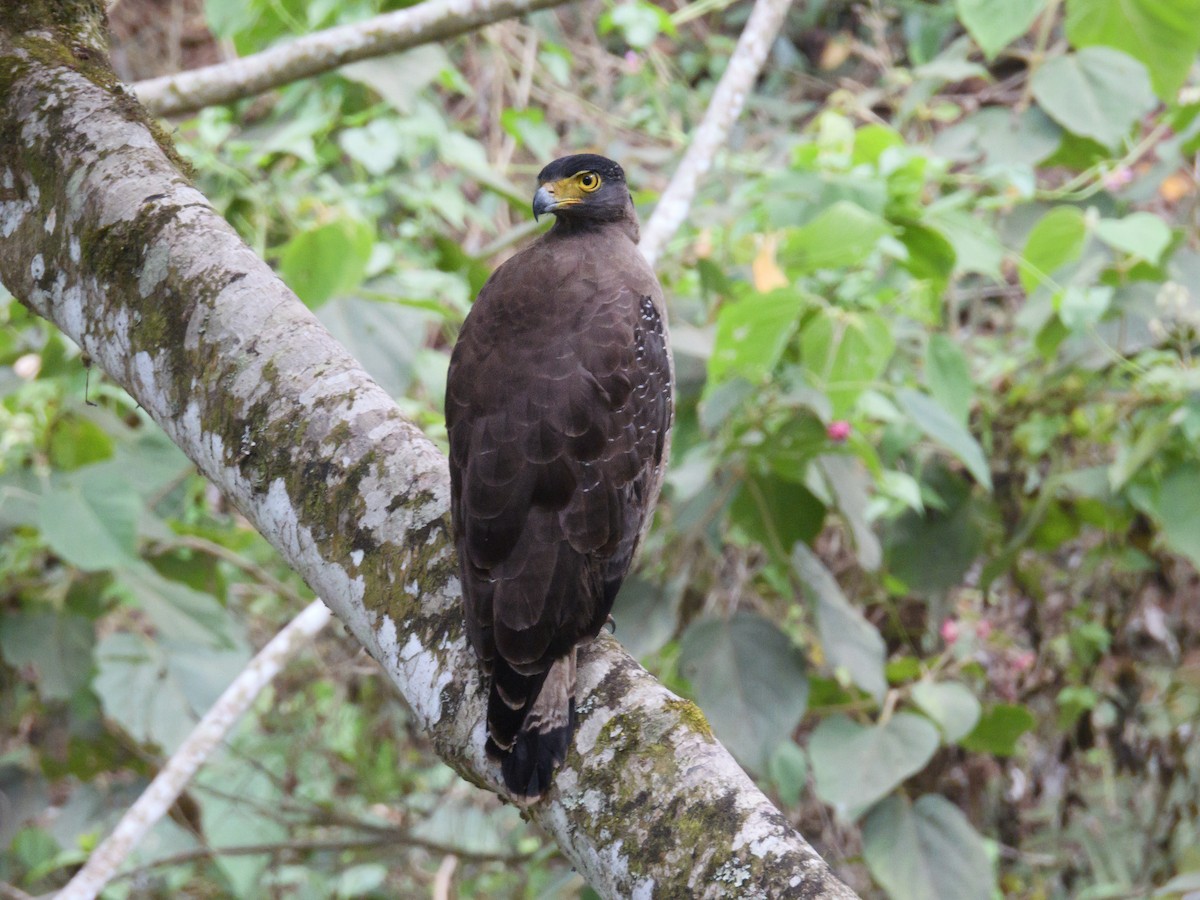 Crested Serpent-Eagle - ML617307763