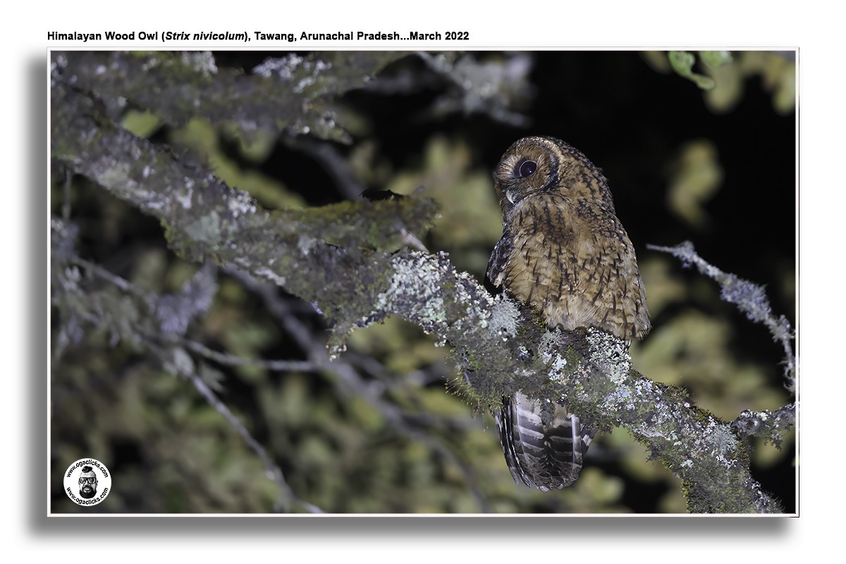 Himalayan Owl - ML617307880