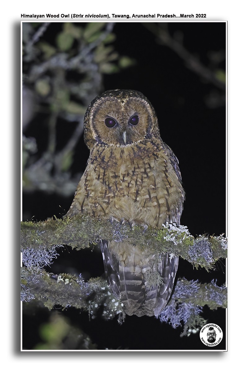 Himalayan Owl - ML617307881