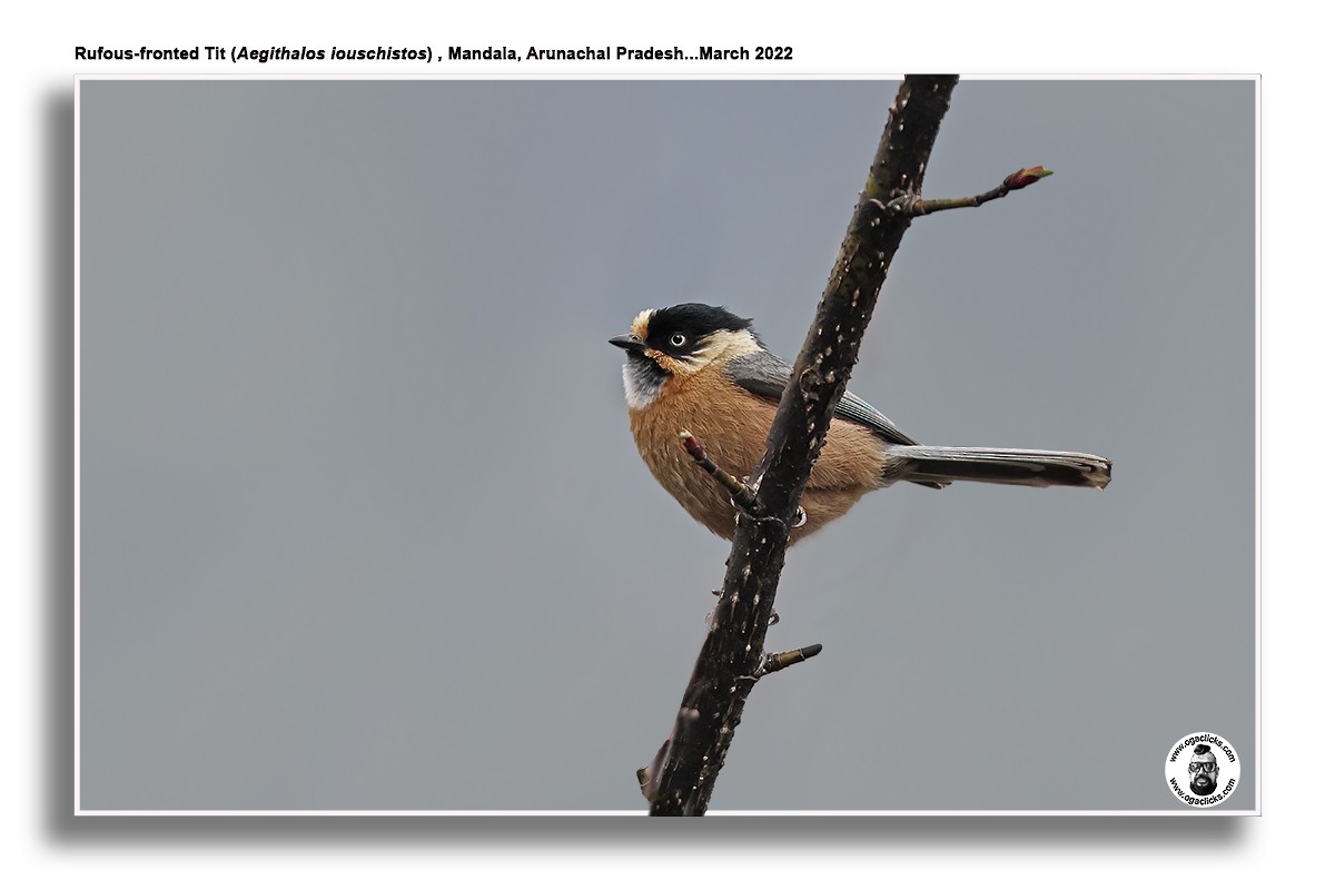 Black-browed Tit (Rufous-fronted) - ML617307913