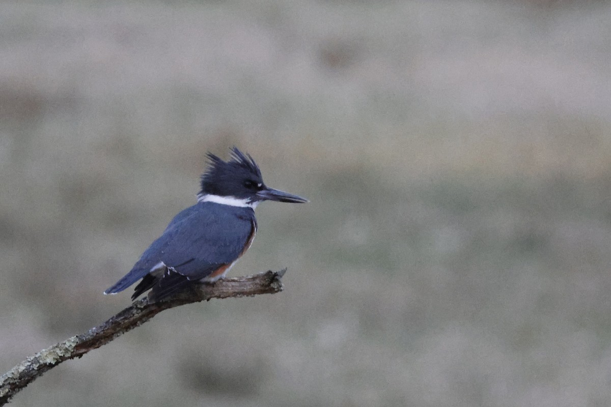 Belted Kingfisher - ML617308033