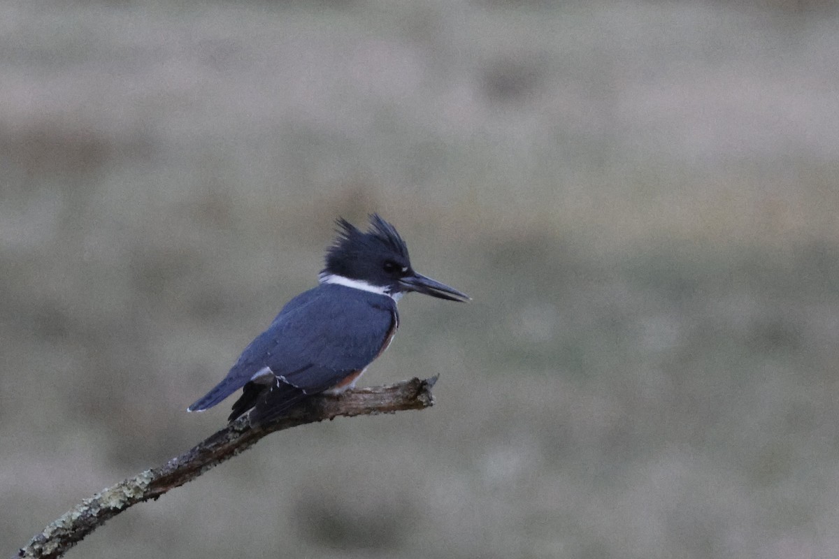 Belted Kingfisher - ML617308034